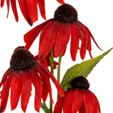 Close-up of Hill Interiors Red Echinacea Spray showing red coneflower blooms with arched petals and dark domed centres on green leafy stems.