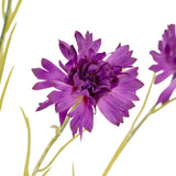 Hill Interiors Purple Cornflower Stem close-up showing fringed purple petals with a densely layered centre and slim green stems on a white background.