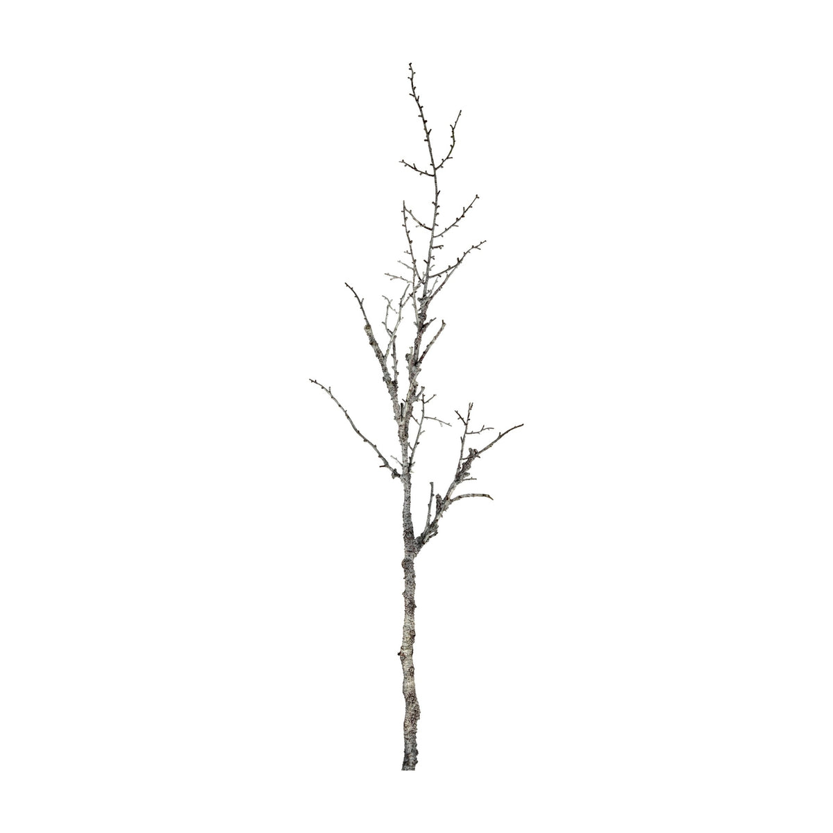 Hill Interiors Snowy Winter Woodland Branch, a tall 116cm faux foliage stem with slender twigs and a white frosted finish, shown on a plain white background.