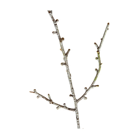 Hill Interiors Snowy Winter Woodland Branch, a tall faux foliage stem with slender forked twigs and a white frosted finish, on a plain background.