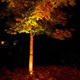 A small tree bathed in warm outdoor lighting stands against the dark backdrop, its leaves showcasing vibrant autumn shades ranging from yellow to deep red, with a carpet of fallen leaves spread across the ground. In the distance, a soft light resembling the glow of a Rena LED Square Recessed Spotlight - Silver emits from a window.